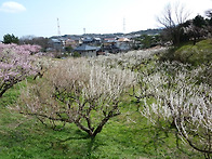 일본 北九州市農事センタ ..