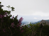 설악산의 산라일락