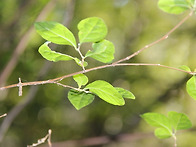 추수가 한창인 신..