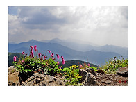 산오이풀.
