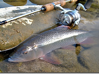 군축교의 대물 끄..