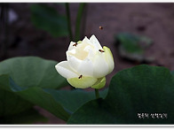 양평 두물머리 연꽃