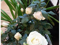 중국한울식당아내꽃