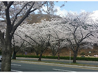 경주 4월벚꽃.....