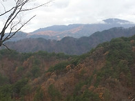 박달 상황버섯 따 왔습니다..
