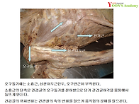 소흉근과 상완이두근의 연..