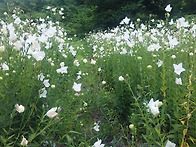 으뜸백도라지, 자색도라지..