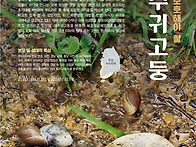 대추귀고둥-보호해양생물로..