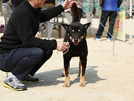 종견