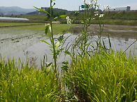 2015년 농사 이야기 (기..