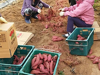 고구마 수확