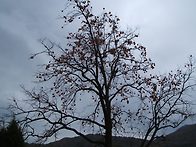 감(김천 대덕 덕산리)