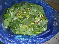 방풍전초 발효액 ..