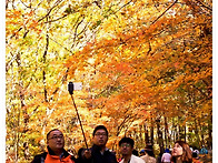 홍천은행나무숲^^