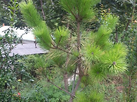 황금이들~~~8.1..