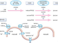 탄수화물의 소화 &#183; 흡수 ..
