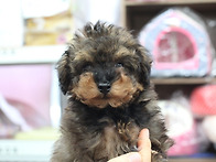 둥이(푸들.남)