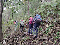 봉황타의 향기..........