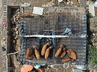 지붕 위에서 살아남은 소들..