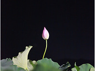 연꽃
