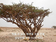 프랑킨센스