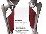 adductor magnus