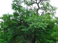천태산