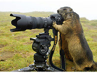 마못도 좋아하는 이백이...