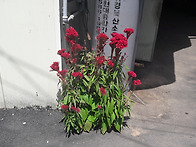맨드라미꽃