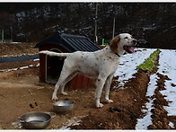 나의 애견 해리입니다 데코..