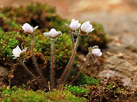 수리산 노루귀..