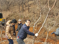 3월21일(수)복숭아 나무 ..