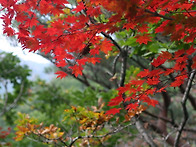 설악산 단풍