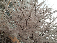 백양산 & 백양산쌍용의 봄