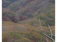 팔공산 단풍