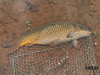 잉어낚시 - 방생