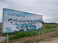 연잎 채취에서 포장까지...