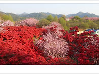 전주 완산칠봉 왕벚나무와..