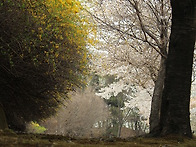 이봄이 가기전에 ........