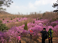 3월30일 원미산 진달래꽃 산행