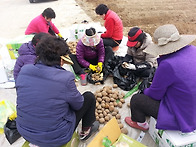 병천면 새마을 협의회 감자..