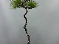 문인목