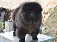 흑 차우차우 모견..