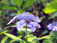 수국(水菊) 꽃의 아름다움..