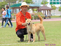 제1회 53진돗개협회 전람회..