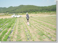 참깨밭의 휴식