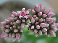 다육이 와 감자