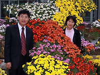 국화로 만든 우리나라 지도..