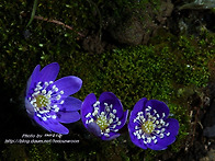 청노루귀 야생화!!