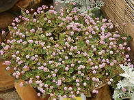 청남대를 다녀오면서...3